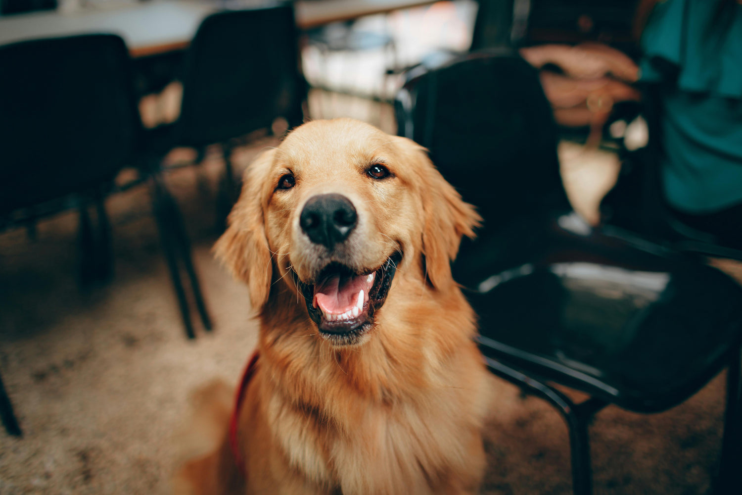 Image of a happy dog